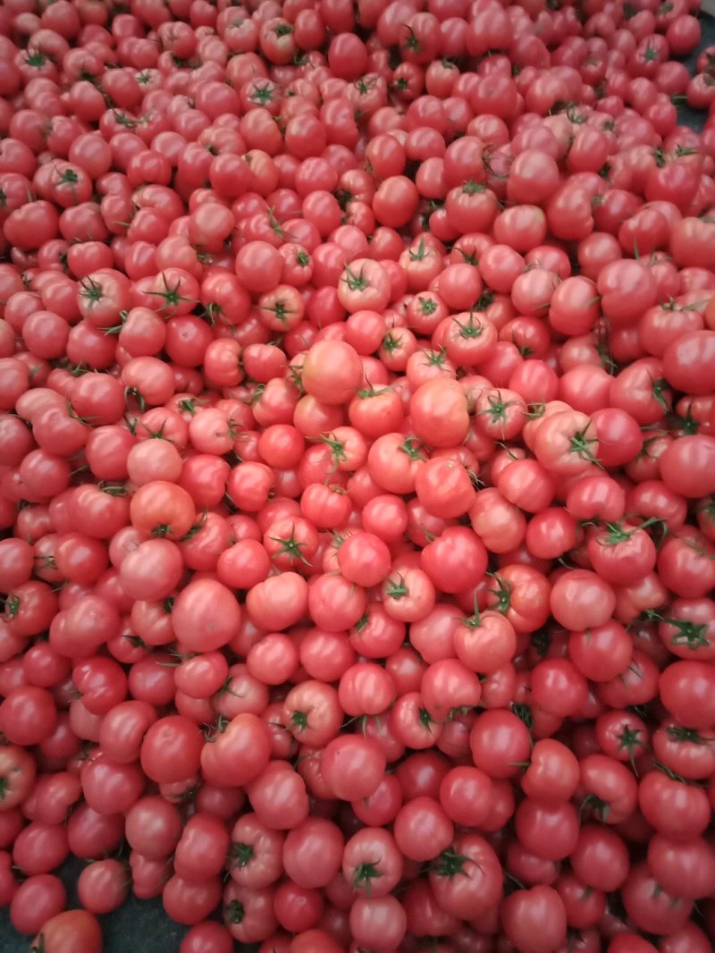 大棚菜