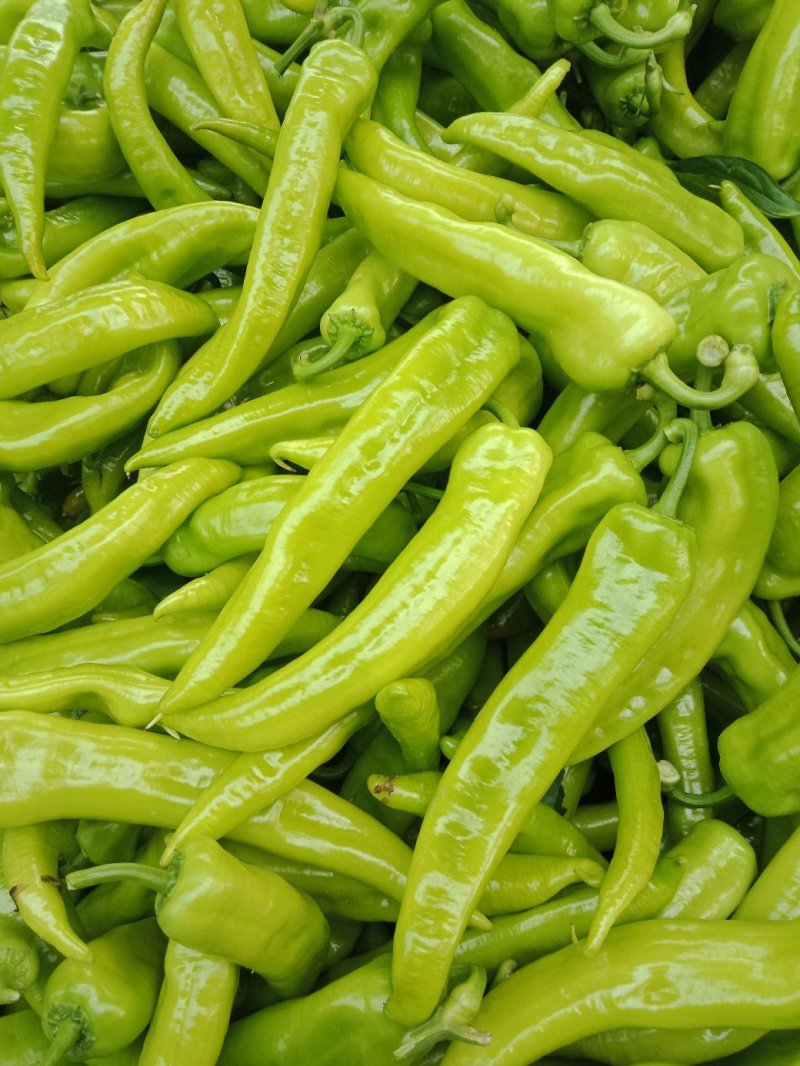 大棚菜
