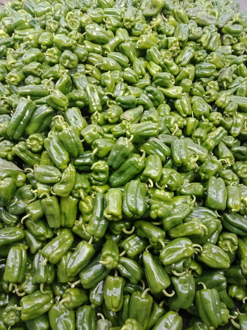 大棚菜