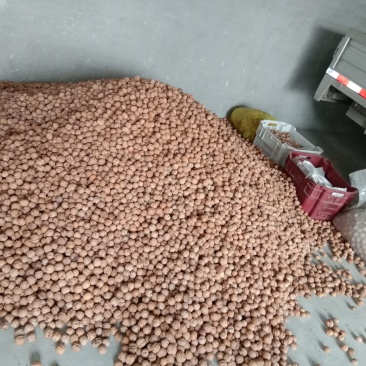 老树厚皮核桃