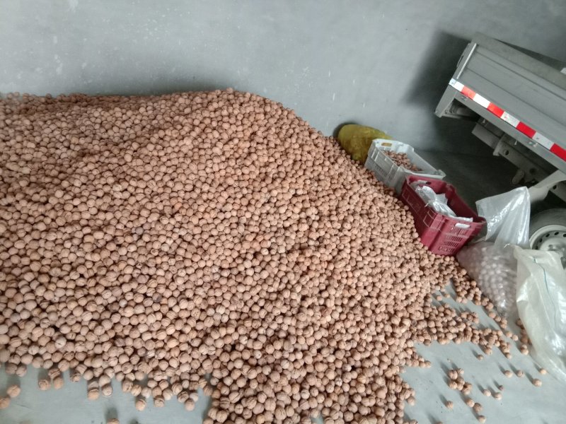 老树厚皮核桃