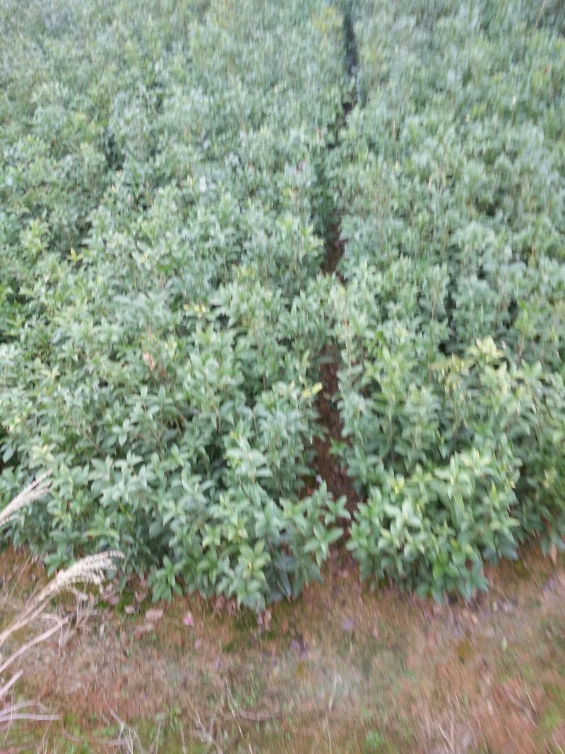 桂花苗一各种大小桂花、规格齐全、根系发达、健壮无病