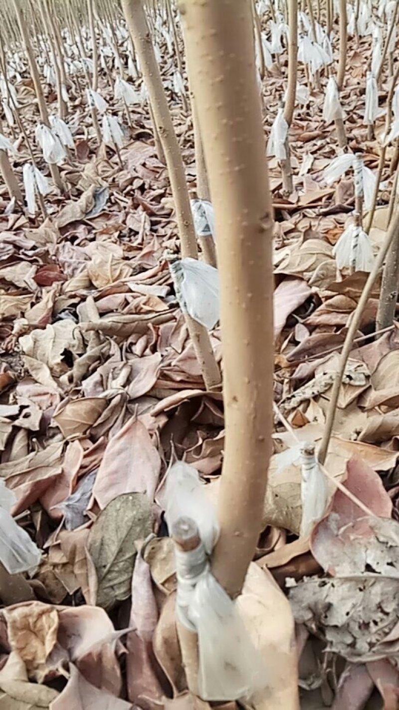 甜柿子苗保证品种，可实地考察订苗，产地直供，支持线上保障