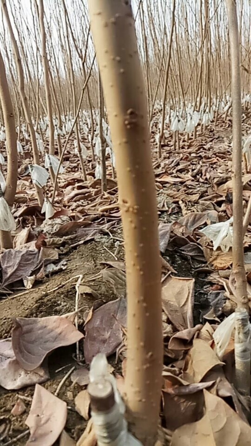 甜柿子苗保证品种，可实地考察订苗，产地直供，支持线上保障