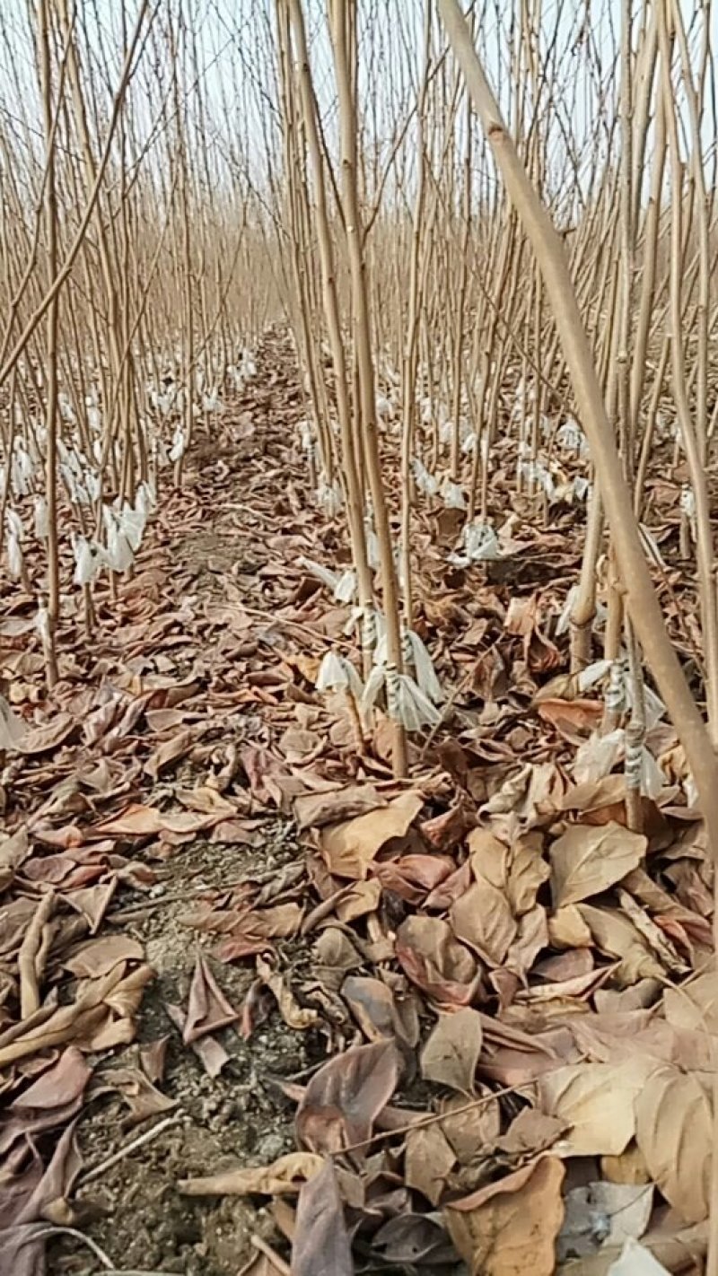 甜柿子苗保证品种，可实地考察订苗，产地直供，支持线上保障