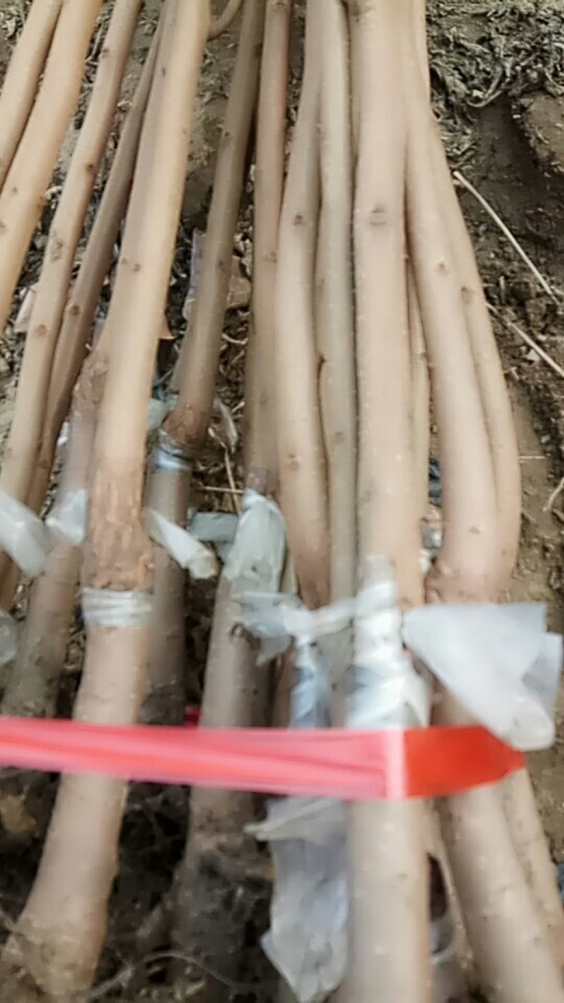 甜柿子苗保证品种，可实地考察订苗，产地直供，支持线上保障