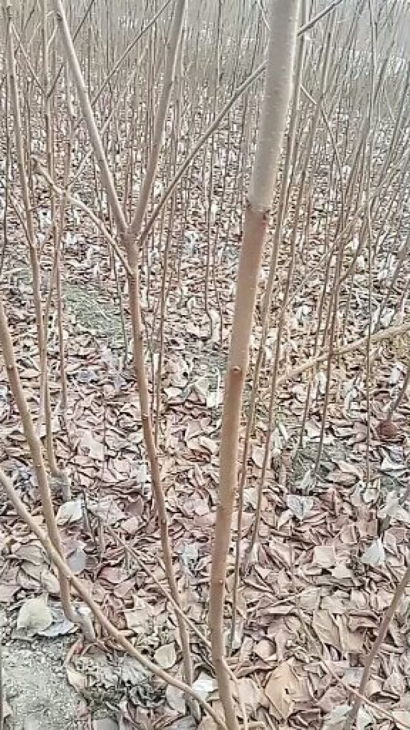 甜柿子苗保证品种，可实地考察订苗，产地直供，支持线上保障