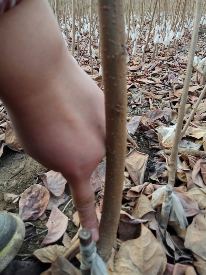 甜柿子苗保证品种，可实地考察订苗，产地直供，支持线上保障