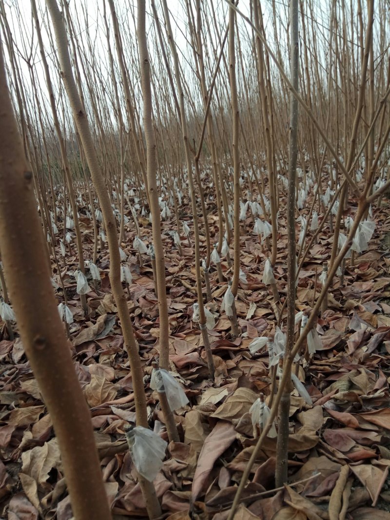 甜柿子苗保证品种，可实地考察订苗，产地直供，支持线上保障