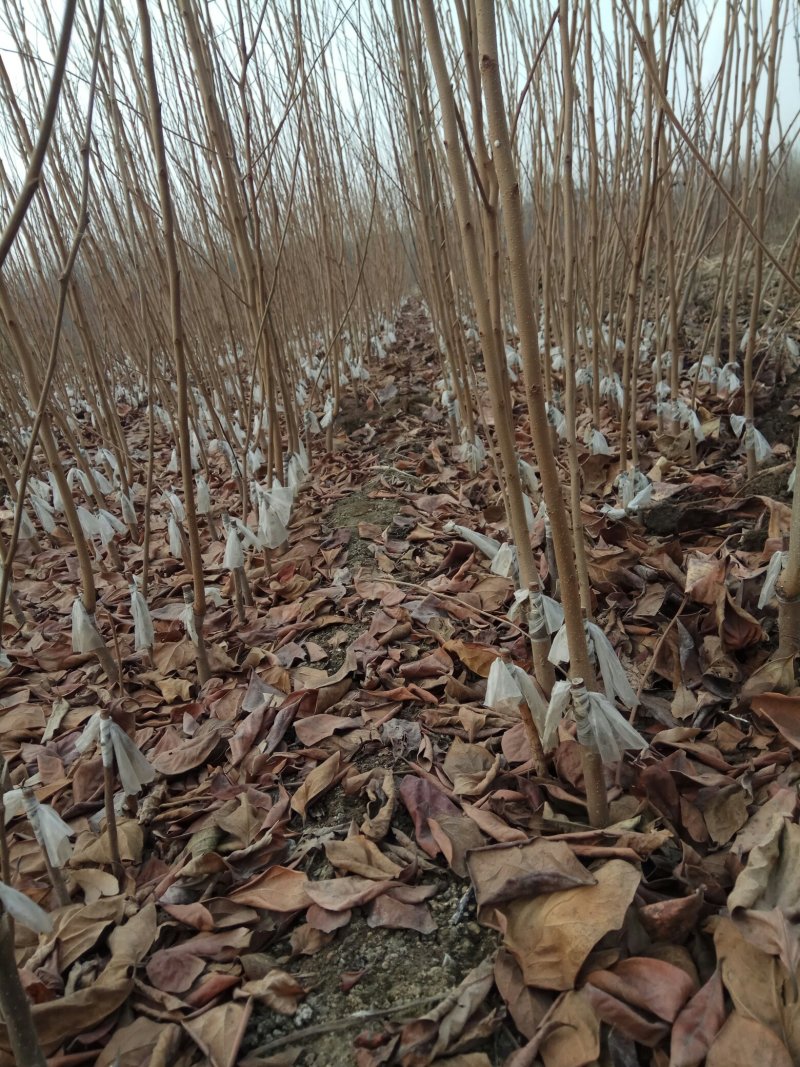 甜柿子苗保证品种，可实地考察订苗，产地直供，支持线上保障