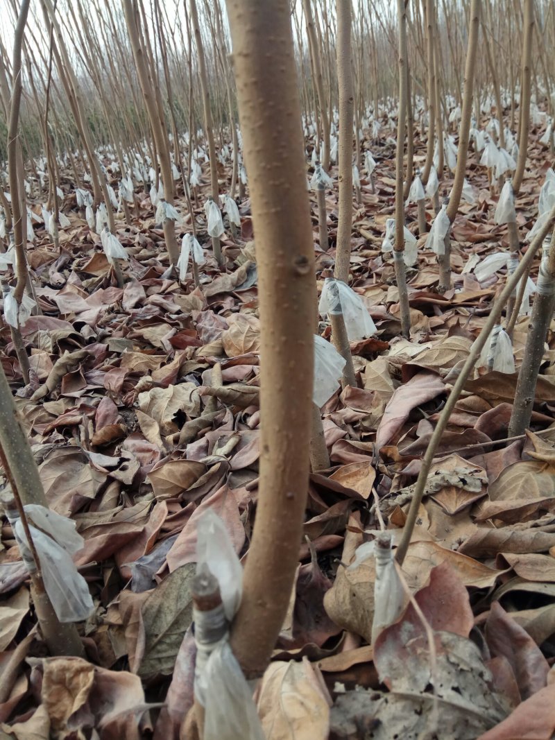 甜柿子苗保证品种，可实地考察订苗，产地直供，支持线上保障