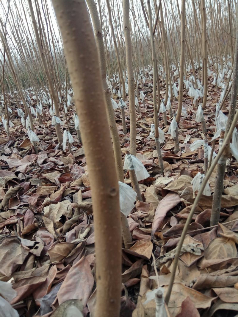 甜柿子苗保证品种，可实地考察订苗，产地直供，支持线上保障