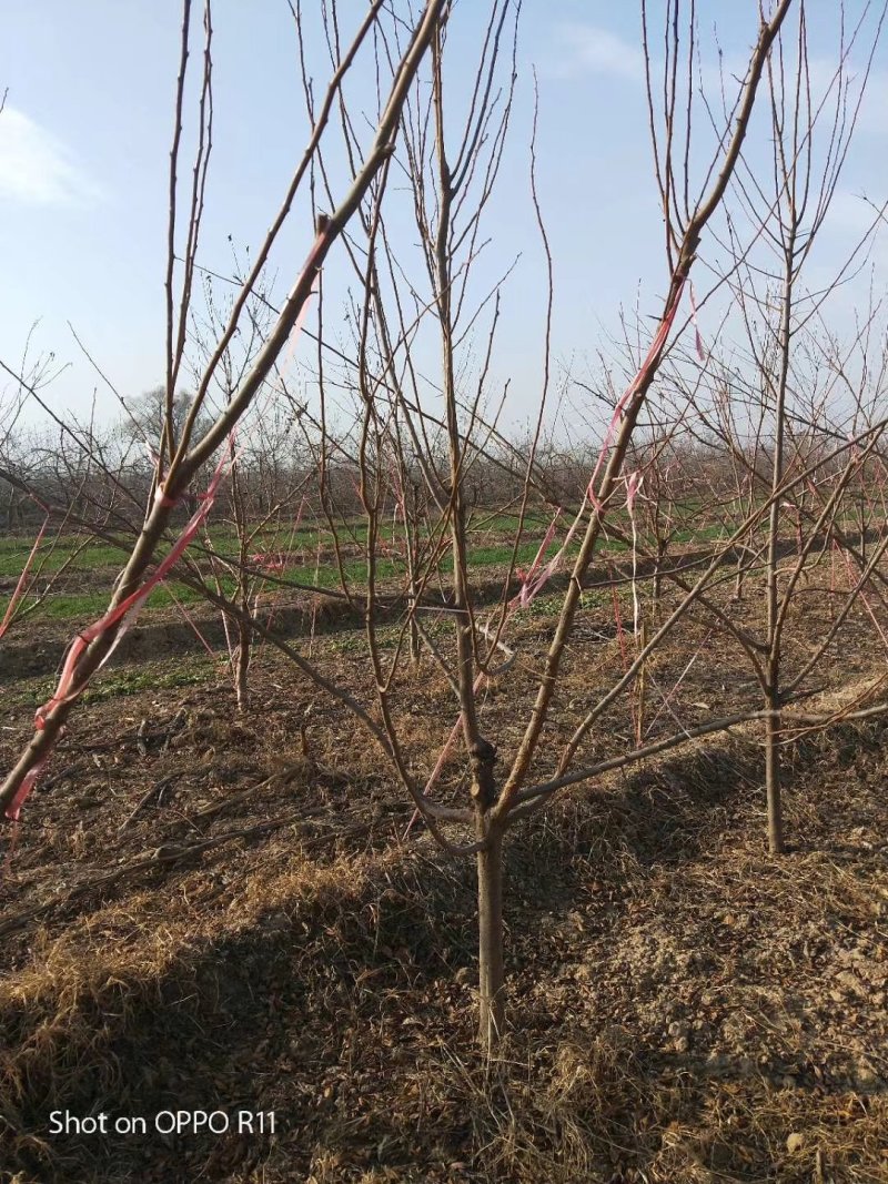 供应:3公分樱桃树，5公分樱桃树，6公分樱桃树，保品种，