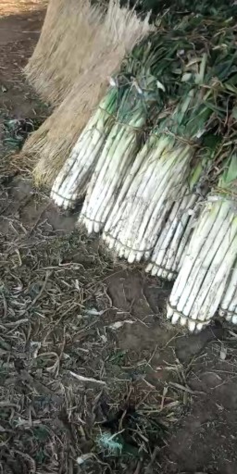 山东长白大葱，产地3cm左右白度70cm以上左右欢迎抢购