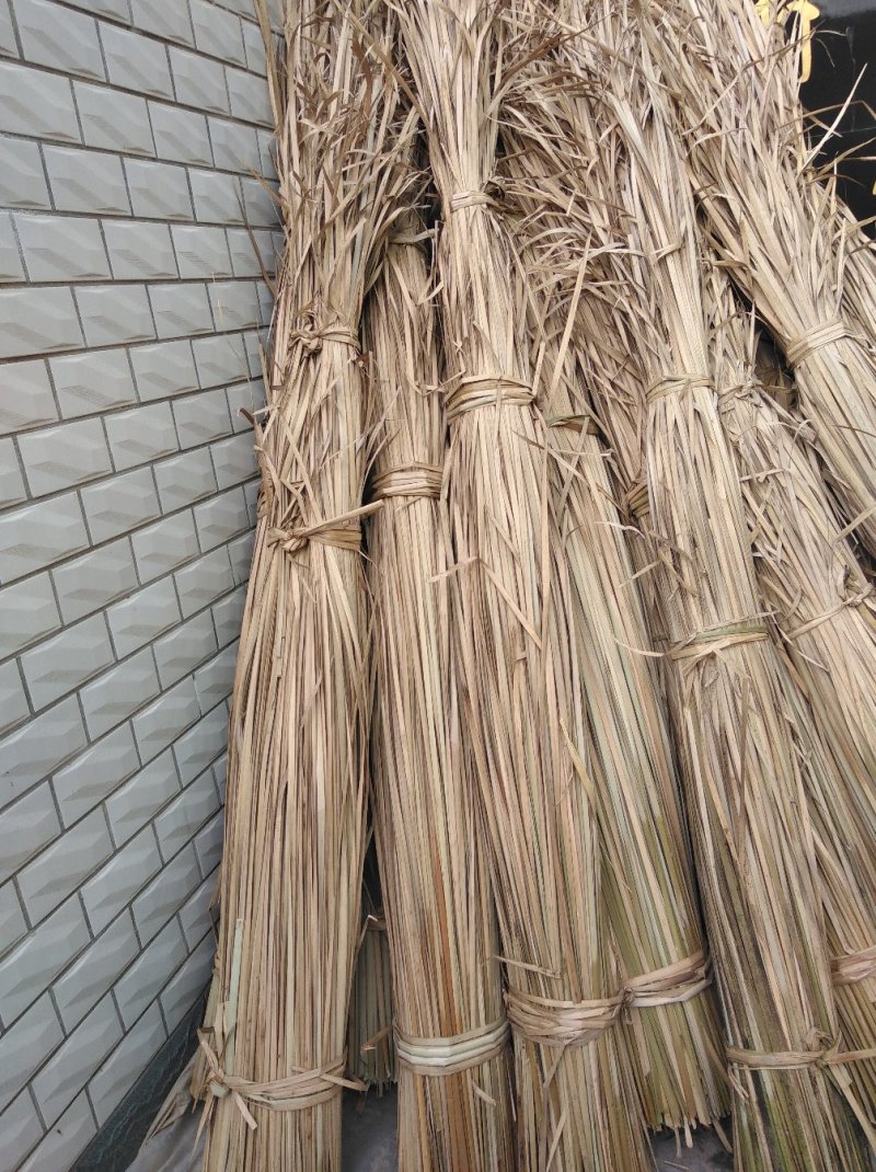 干蒲草