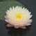 荷花苗