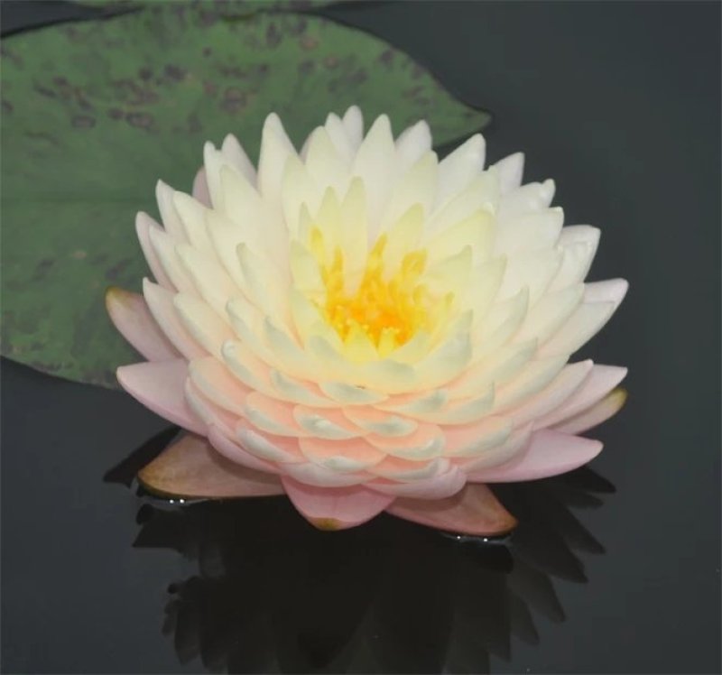 荷花苗