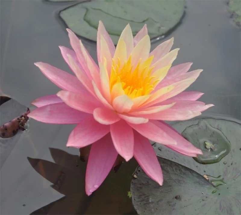 荷花苗