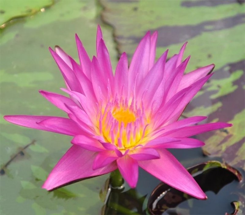 荷花苗
