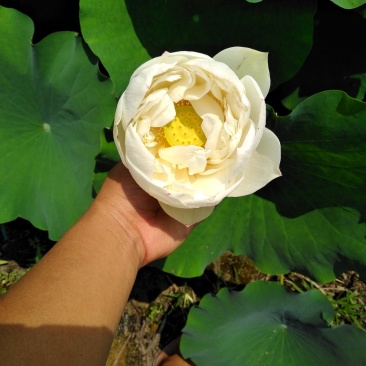 荷花苗