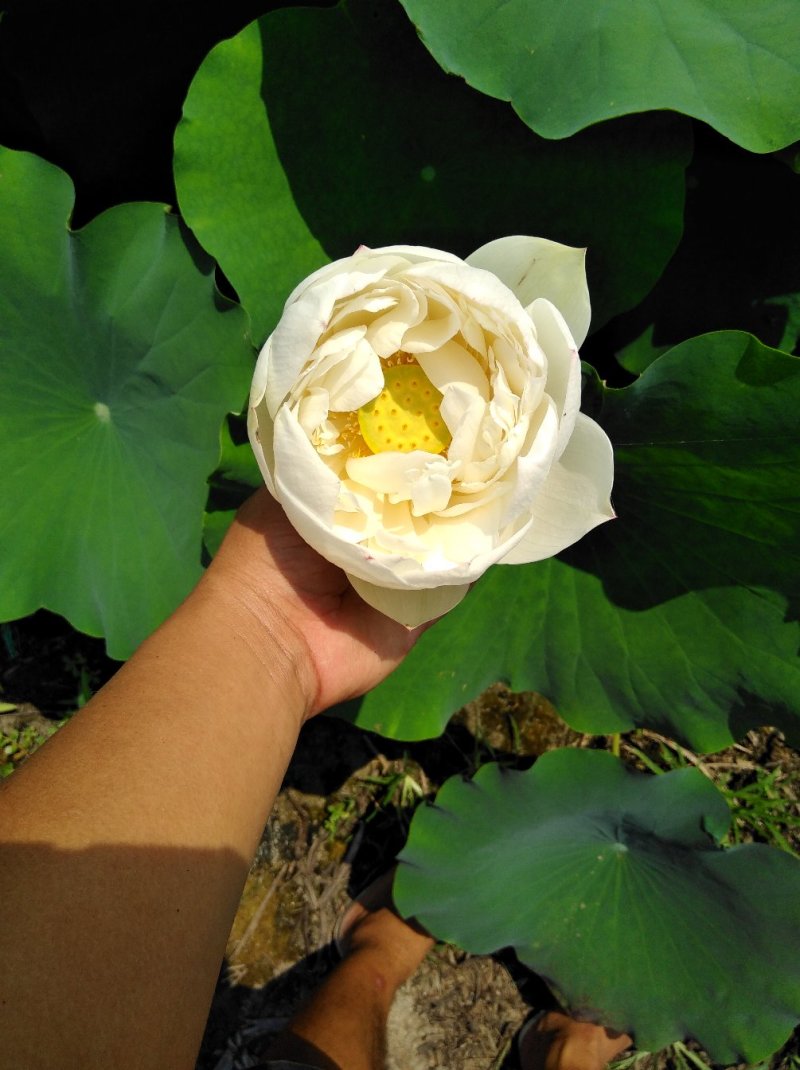 荷花苗