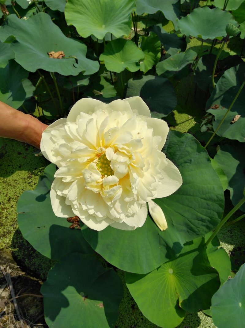 荷花苗
