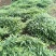 黄精不倒苗中药材黄精种植基地一手源头基地
