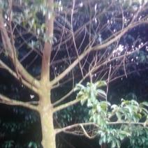 桂木树