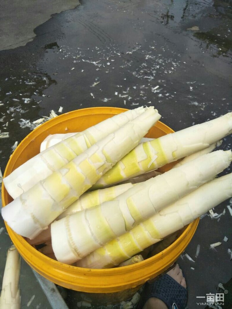 2019年雷笋开卖啦！