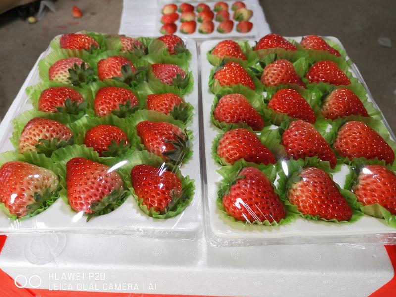 安徽草莓，红颜草莓，长丰草莓，代收代发，地理坐标农产品