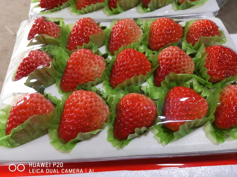 安徽草莓，红颜草莓，长丰草莓，代收代发，地理坐标农产品