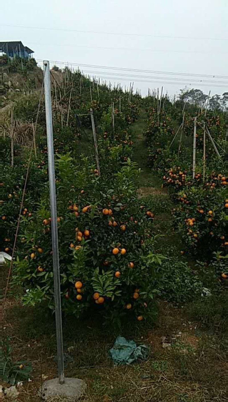 沃柑一级鲜果基地直发包邮