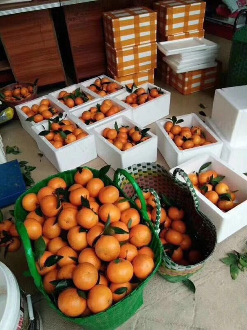 沃柑一级鲜果基地直发包邮