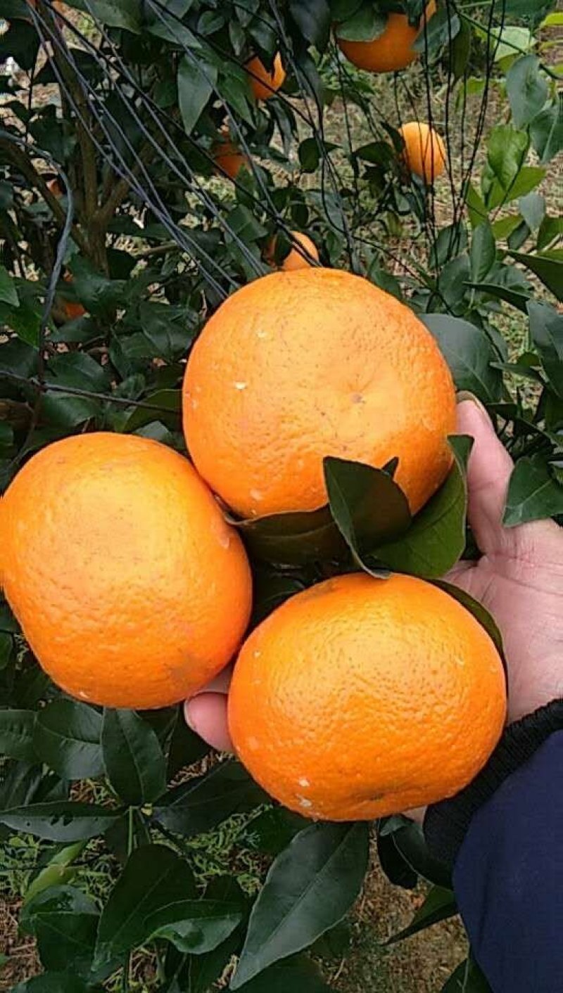 沃柑一级鲜果基地直发包邮