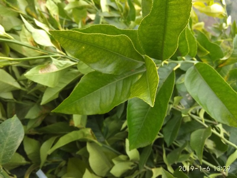 柠檬枝条，诚信经营品质保证