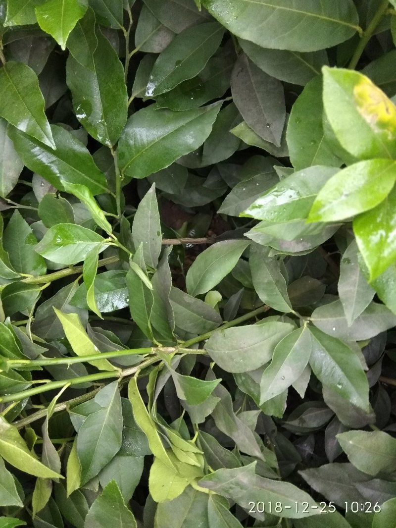 柠檬枝条，诚信经营品质保证
