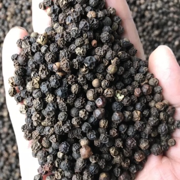 越南大颗粒黑胡椒产地直销一手货源批发价售卖