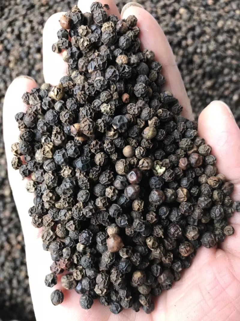越南大颗粒黑胡椒产地直销一手货源批发价售卖