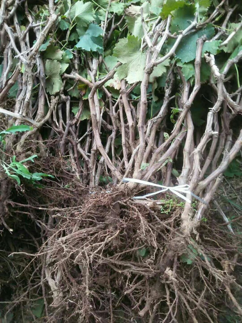 占地葡萄树苗价格占地果树苗品种占地葡萄苗基地