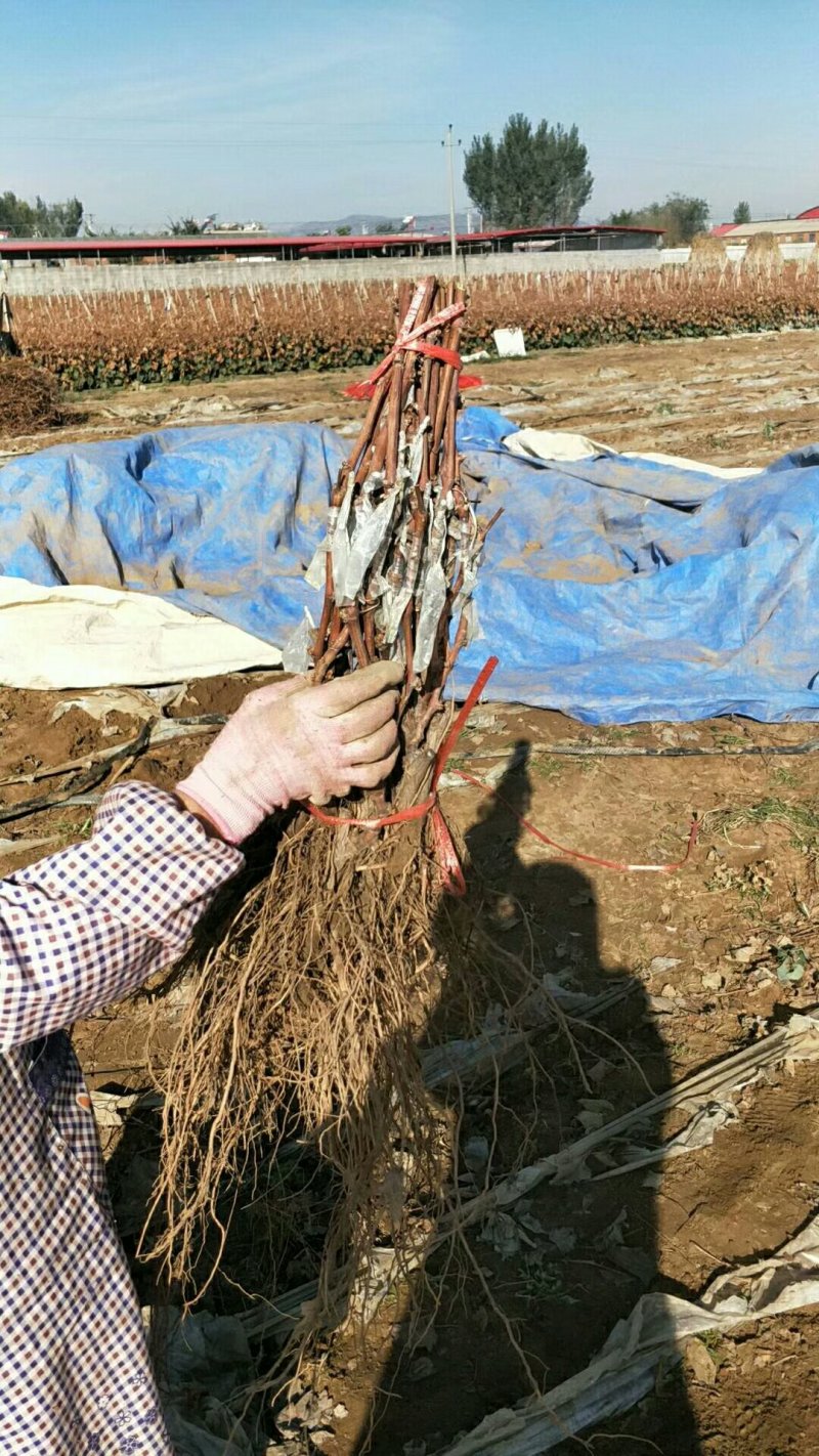 占地葡萄树苗价格占地果树苗品种占地葡萄苗基地
