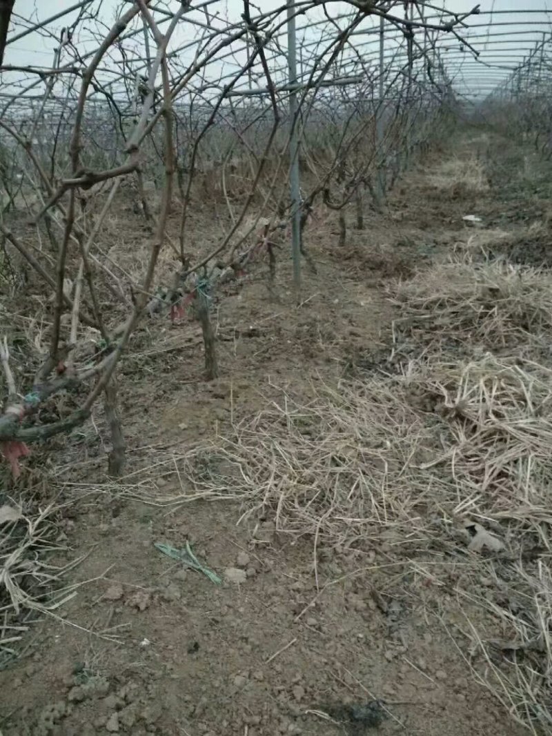 占地葡萄树苗价格占地果树苗品种占地葡萄苗基地