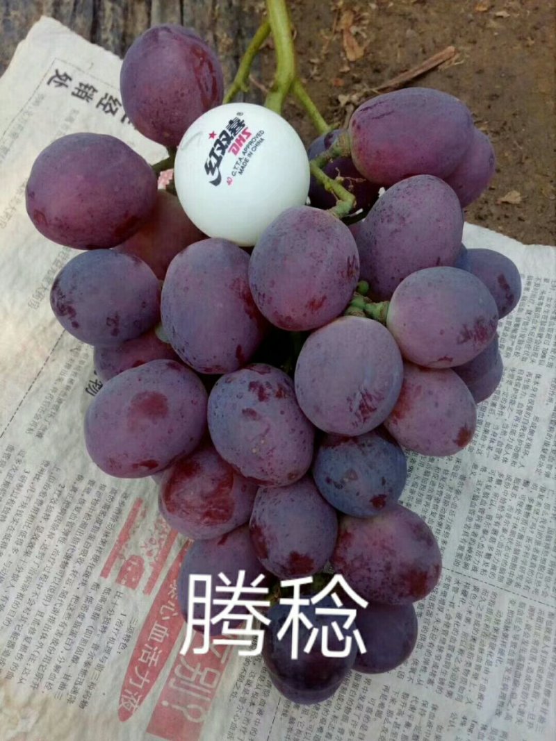占地葡萄树苗价格占地果树苗品种占地葡萄苗基地