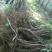 占地葡萄树苗价格占地果树苗品种占地葡萄苗基地
