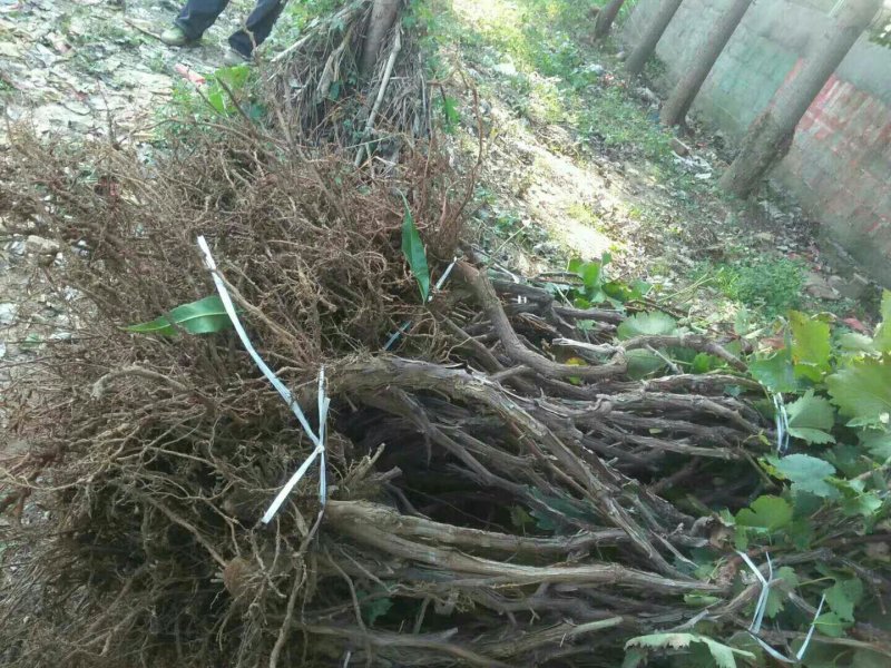 占地葡萄树苗价格占地果树苗品种占地葡萄苗基地