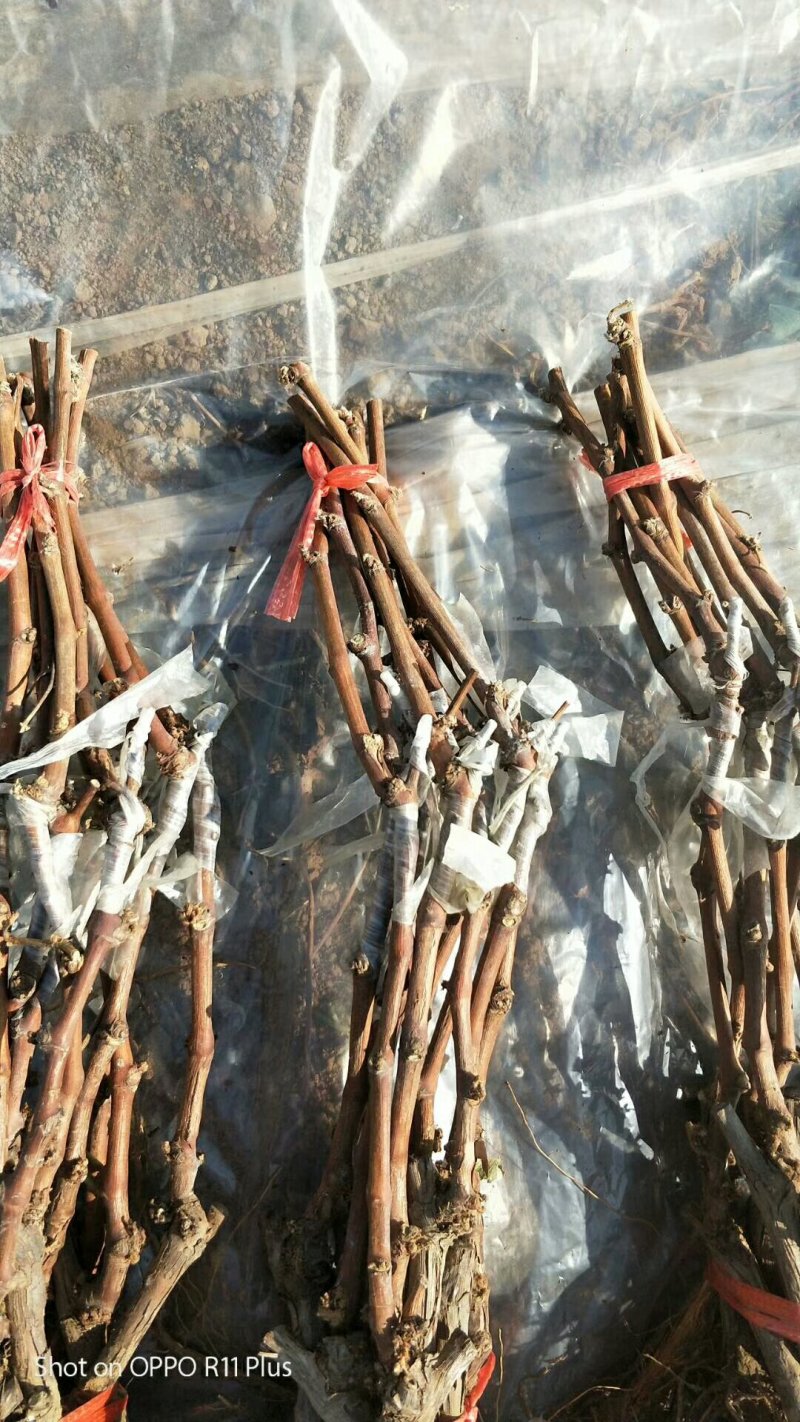 占地葡萄树苗价格占地果树苗品种占地葡萄苗基地