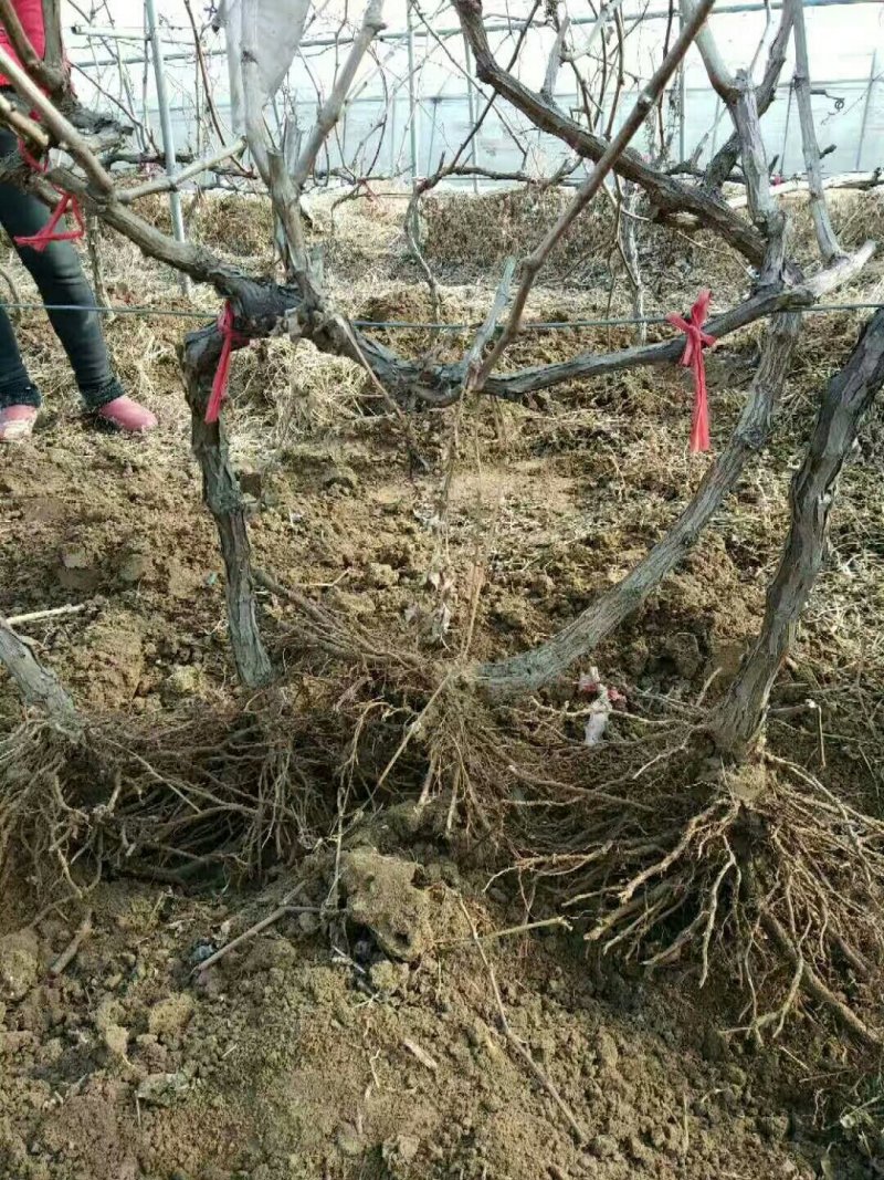 占地葡萄树苗价格占地果树苗品种占地葡萄苗基地