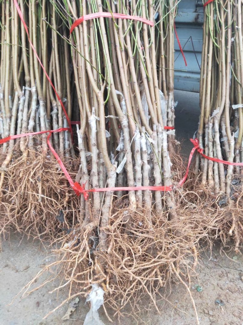 冬桃苗帅帅香血桃苗现挖现卖包成活2苗嫁接苗