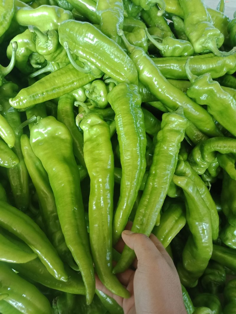 大金条，树椒，螺丝椒