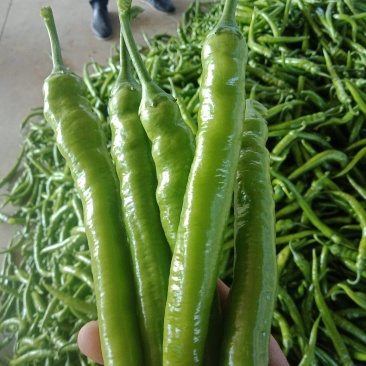大金条，树椒，螺丝椒