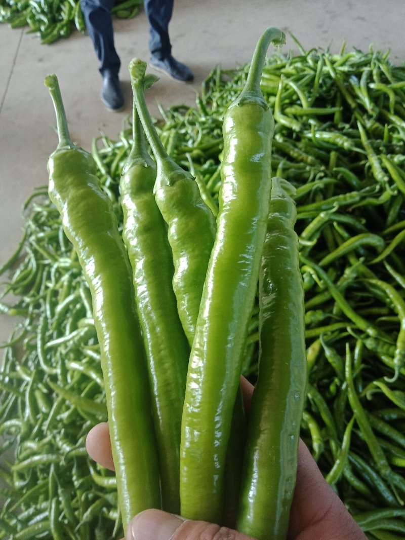 大金条，树椒，螺丝椒